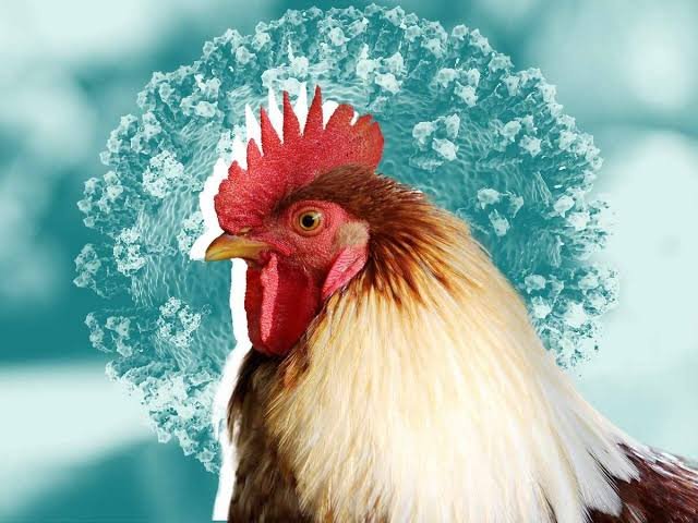 Cambodian Man Dies from Bird Flu After Consuming Sick Chickens